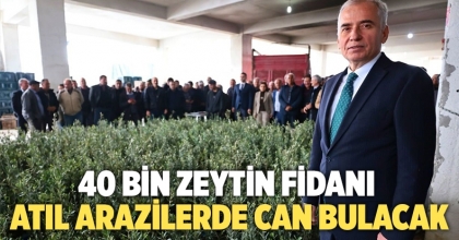 40 Bin Zeytin Fidanı Atıl Arazilerde Can Bulacak