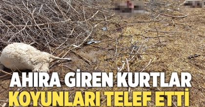 Ahıra Giren Kurtlar Koyunları Telef Etti