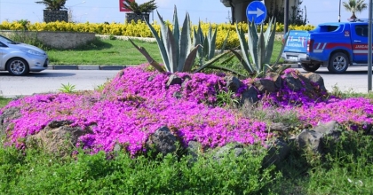 Salihli’de çiçekler rengarenk görüntüleriyle çevreye güzellik katıyor