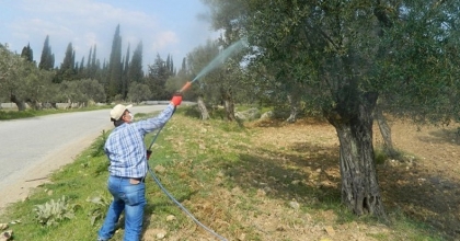 Zeytinde halkalı leke hastalığı ile mücadele başladı