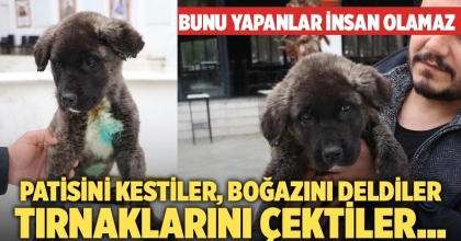 Denizli’de yavru köpeğe işkence ettiler