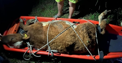 Uçuruma düşen 3 inek kurtarıldı