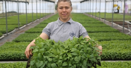 Aydın Büyükşehir Belediyesi ata tohumlarından fideleri vatandaşlarla buluşturuyor