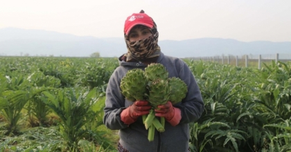 Efeler Belediyesi enginar hasadına başladı  
