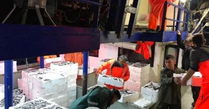 Gırgır teknelerinde balık boyu denetimi  