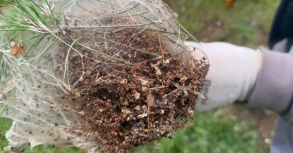 Öğrencilerden çam kese böceği zararlısına kafesli önlem