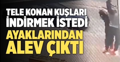 Tele konan kuşları indirmek isterken ölümden döndüler