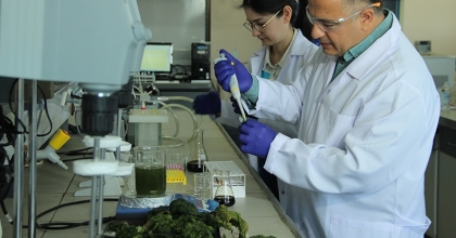 Deniz marulundan çevre dostu proje ürettiler