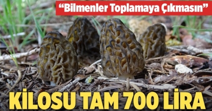 Fiyatı 700 lirayı bulan kuzugöbeği gelir kapısı oldu