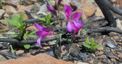 Yangında zarar gören Bördübet’in eko sistemi mercek altında