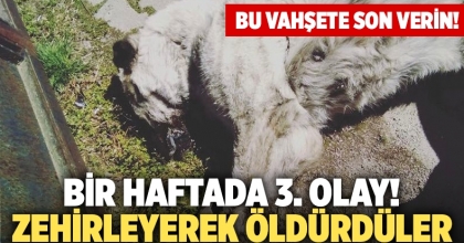 Denizli’de Sokak Köpeğini Zehirleyerek Öldürdüler