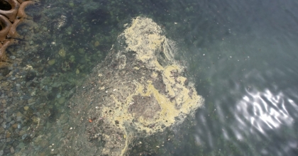 Müsilaj geri mi dönüyor?