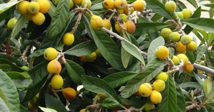 Mersin'de Yenidünya Hasadı Başladı: İlk Büyük Şehirler Tadacak