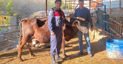 Kayıp İnek Jandarma Ekipleri Tarafından Bulundu  