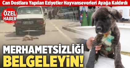 Can Dostlara Yapılan Eziyetler Hayvanseverleri Ayağa Kaldırdı