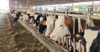 Söke’de 36 Bin 250 Büyükbaş Hayvan Aşılandı  