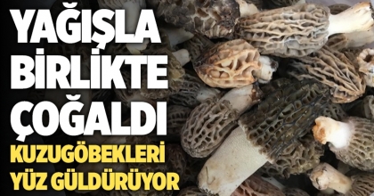 Yağışla birlikte çoğalan kuzugöbekleri yüz güldürüyor 