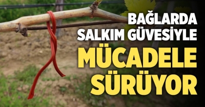 Denizli’nin bağlarında salkım güvesiyle mücadele