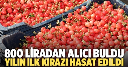 Yılın ilk kirazı hasat edildi