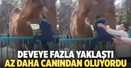 Deveye fazla yaklaşan çocuk az daha canından oluyordu 