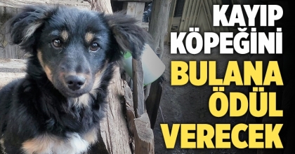 Kayıp köpeğini bulana ödül verecek 