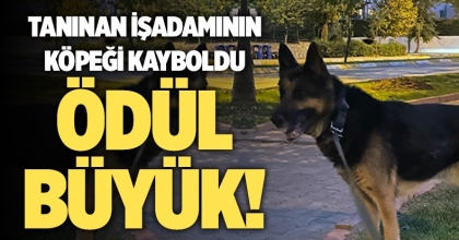 Tanınan İşadamının Köpeği Kayboldu! Ödül Büyük