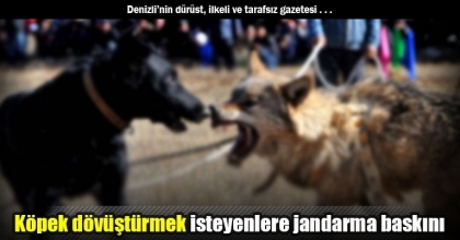 Köpek dövüştürmek isteyenlere jandarma baskını