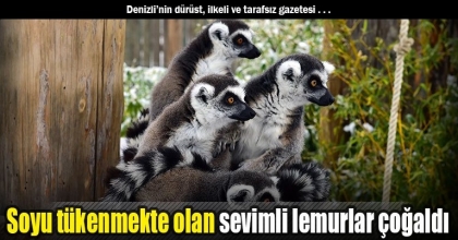 Soyu tükenmekte olan sevimli lemurlar çoğaldı 