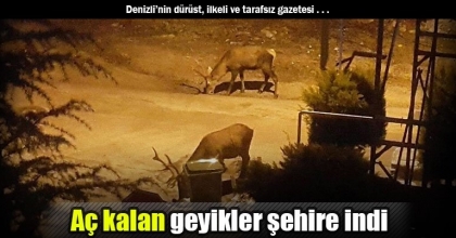 Aç kalan geyikler şehire indi