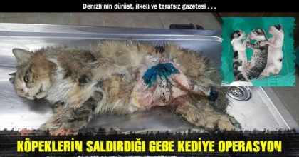 KÖPEKLERİN SALDIRDIĞI GEBE KEDİYE OPERASYON