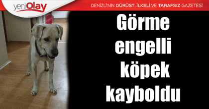 Görme engelli köpek kayboldu