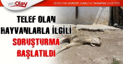 TELEF OLAN HAYVANLARLA İLGİLİ SORUŞTURMA BAŞLATILDI