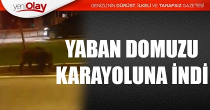 YABAN DOMUZU KARAYOLUNA İNDİ