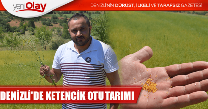 DENİZLİ'DE KETENCİK OTU TARIMI