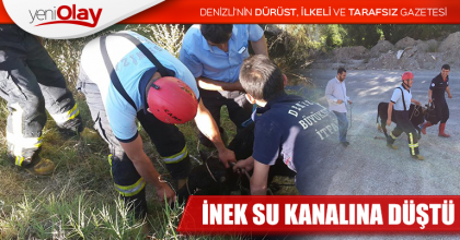 İNEK SU KANALINA DÜŞTÜ