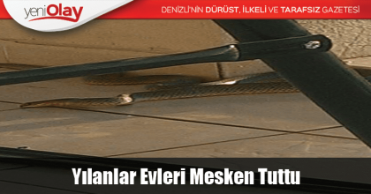 Yılanlar Evleri Mesken Tuttu