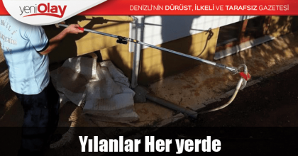 Yılanlar Her yerde