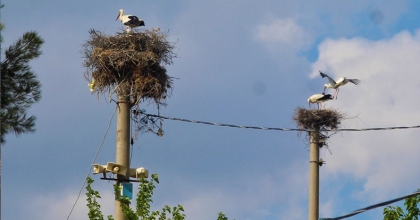 AYDIN’DA 434 LEYLEK YUVASI TESPİT EDİLDİ  