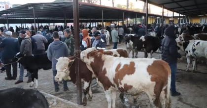 AYDIN’DA 50 GÜN ARADAN SONRA HAYVAN PAZARLARI AÇILDI  
