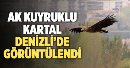 Ak Kuyruklu Kartal Görüntülendi