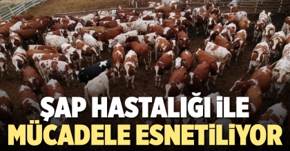 ŞAP HASTALIĞI İLE MÜCADELE ESNETİLİYOR