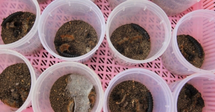  ‘TERMİNATÖR’ BÖCEKLER DOĞAYA SALINDI