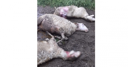 AÇ KALAN KURTLAR AĞILDAKİ KOYUNLARI TELEF ETTİ 