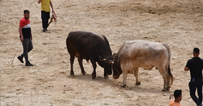 BOĞALAR DEPREMZEDELER İÇİN GÜREŞTİ
