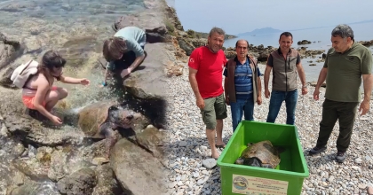 ÇOCUKLAR SAHİLE VURAN KAPLUMBAĞA İÇİN SEFERBER OLDU