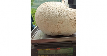 DEV MANTAR GÖRENLERİ HAYRETE DÜŞÜRÜYOR