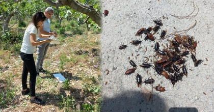 DİDİM’DE ZARARLI SİNEK TUZAKLARI KONTROL EDİLDİ  