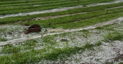 DOLU TÜTÜN FİDELERİNİ VURDU