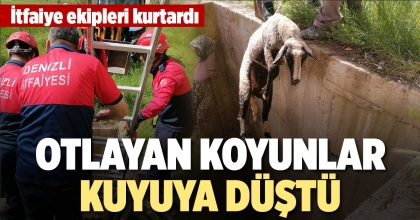 OTLAYAN KOYUNLAR KUYUYA DÜŞTÜ
