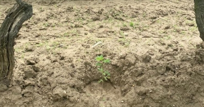 ÜZÜM BAĞINDA KENEVİR YETİŞTİRDİ